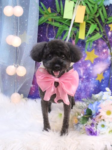 20250712りんちゃん 